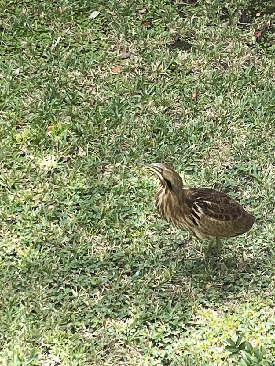 American Bittern - Michael Bernard