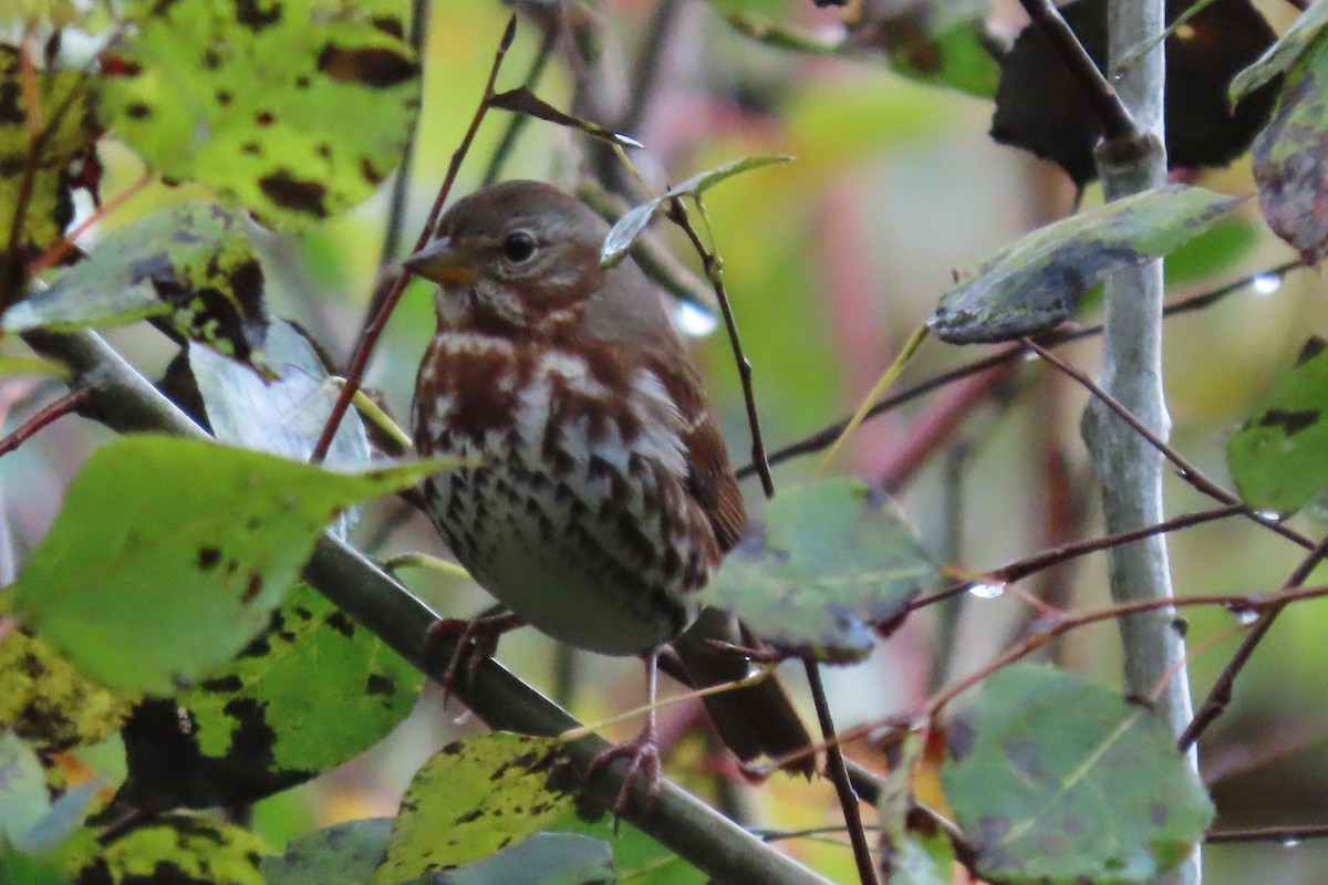 Fox Sparrow - ML609981004