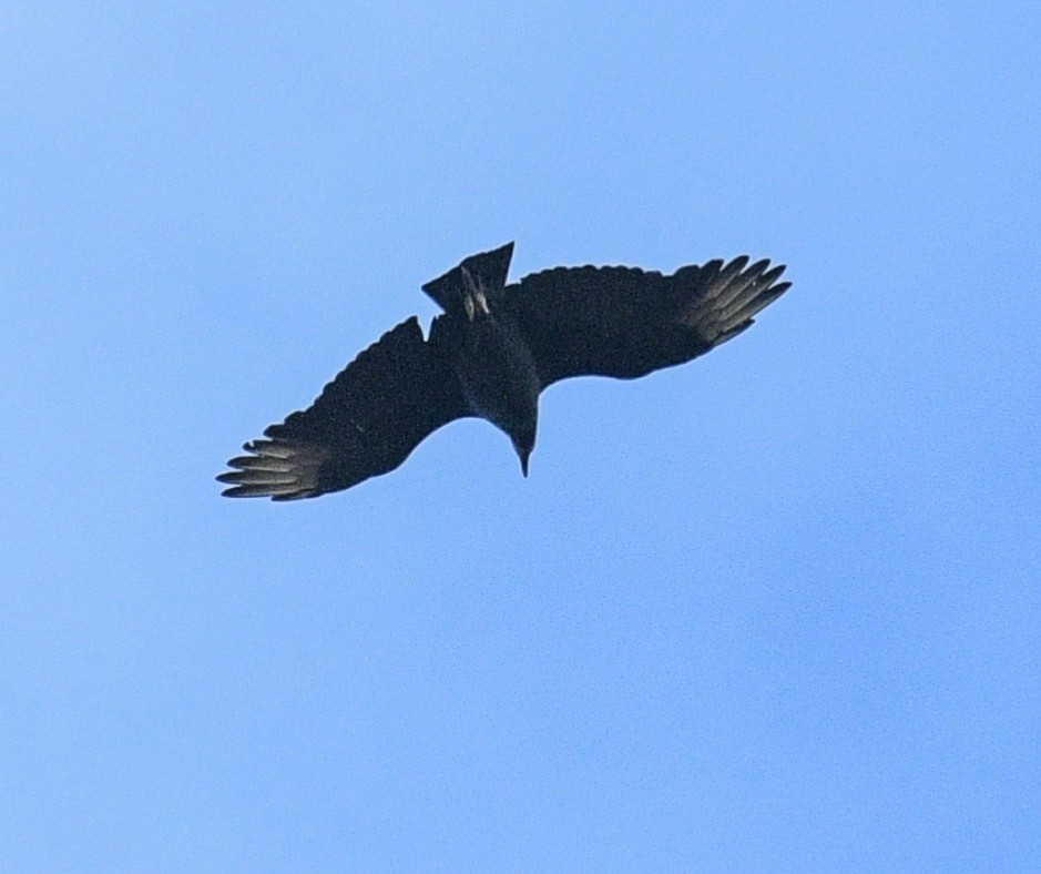 Black Vulture - ML609981005