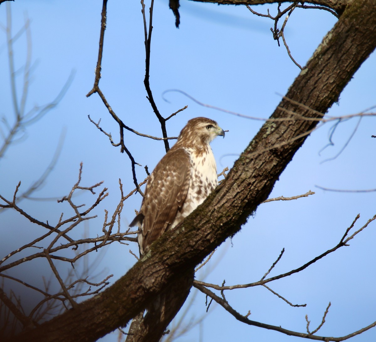 Red-tailed Hawk - ML609981011