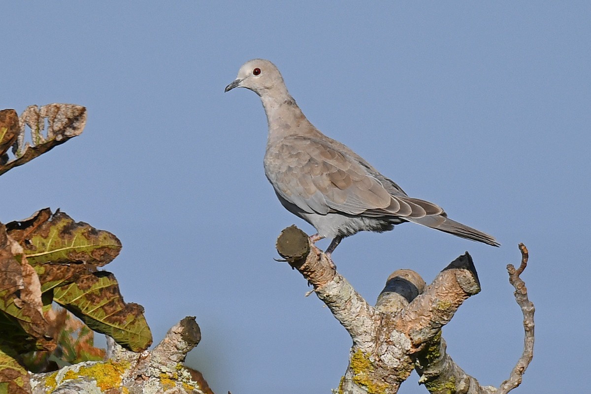 Eurasian Collared-Dove - ML609981021