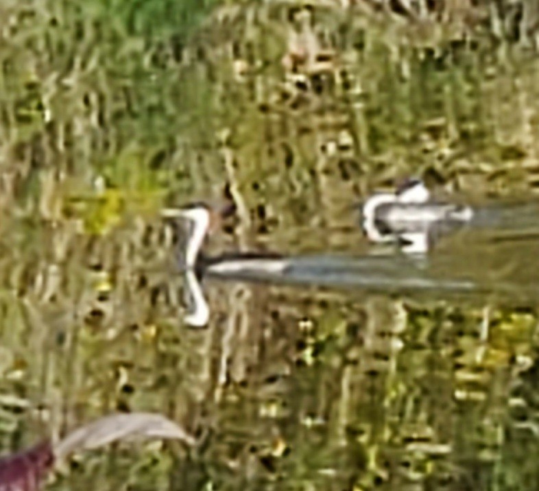 Western Grebe - ML609981088