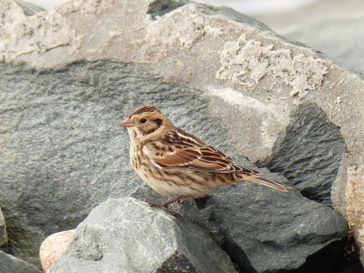 Lapland Longspur - ML609981141