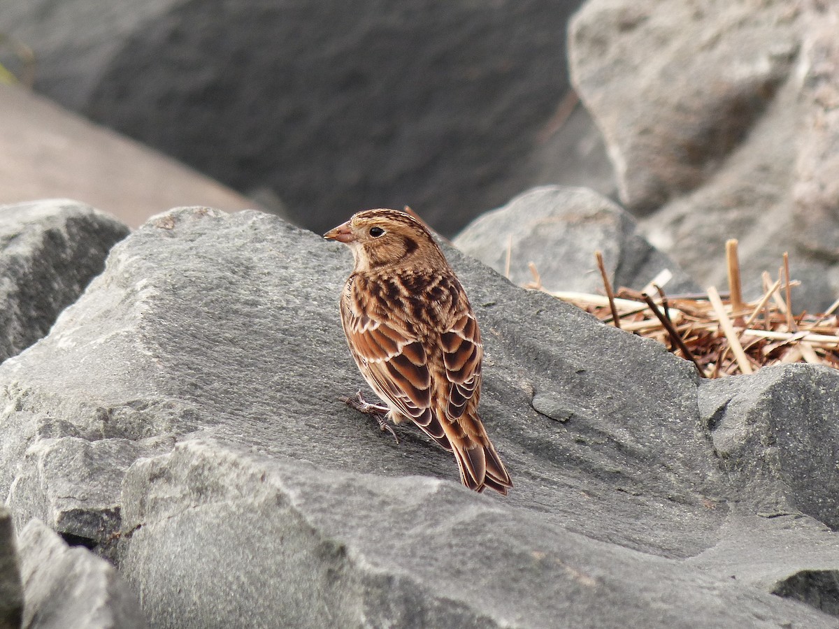 Lapland Longspur - ML609981142