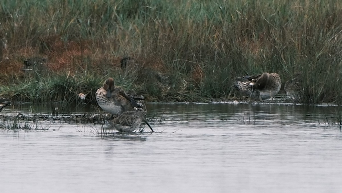 Long-billed Dowitcher - Philippe HUBERT