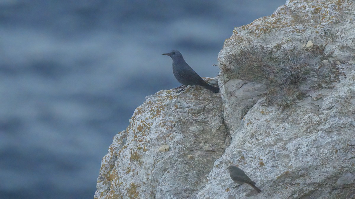 Blue Rock-Thrush - ML609981180