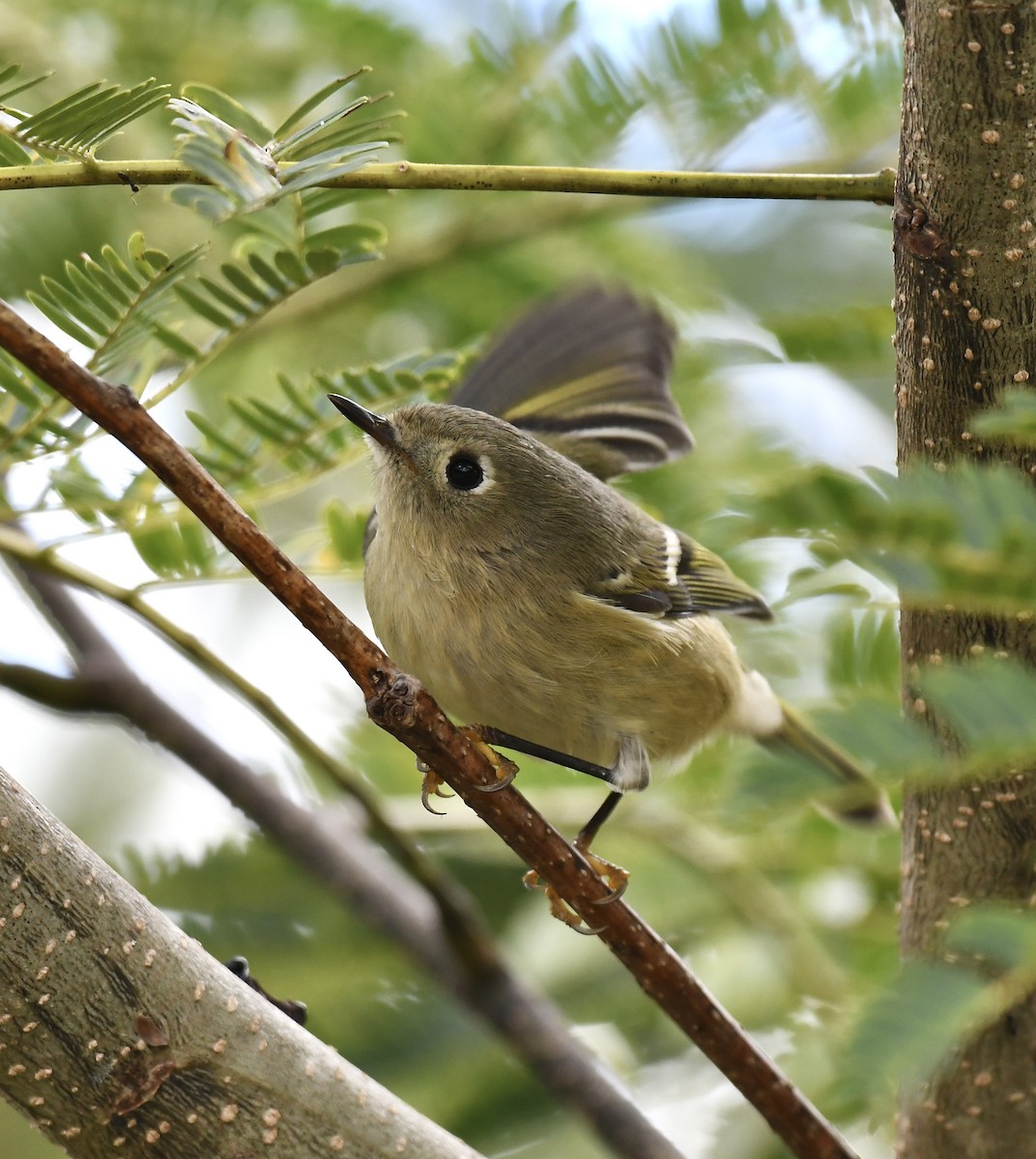 Ruby-crowned Kinglet - ML609981199