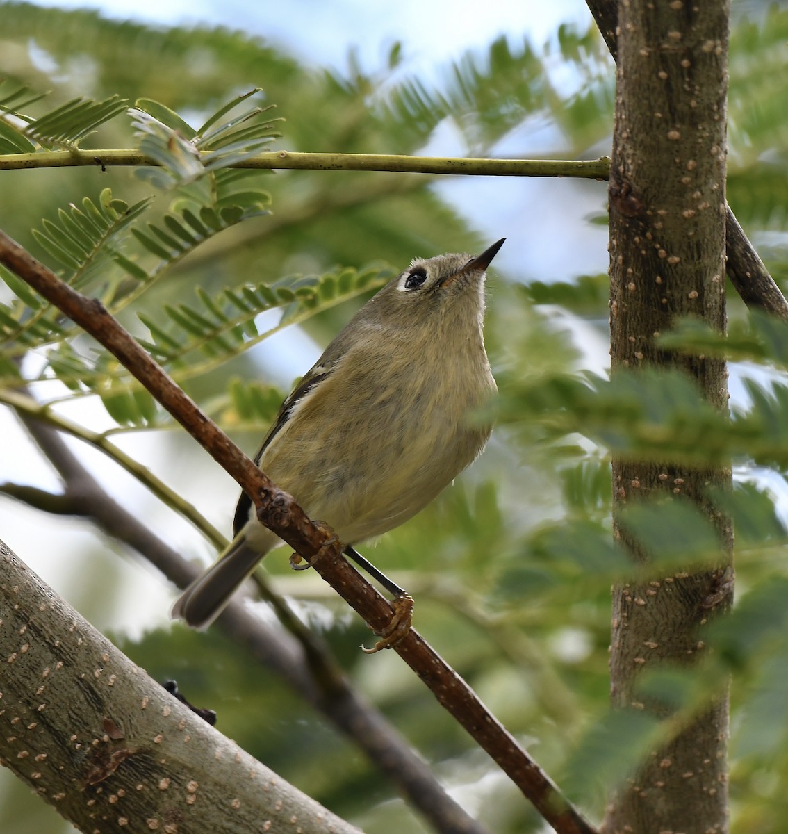 Ruby-crowned Kinglet - ML609981209