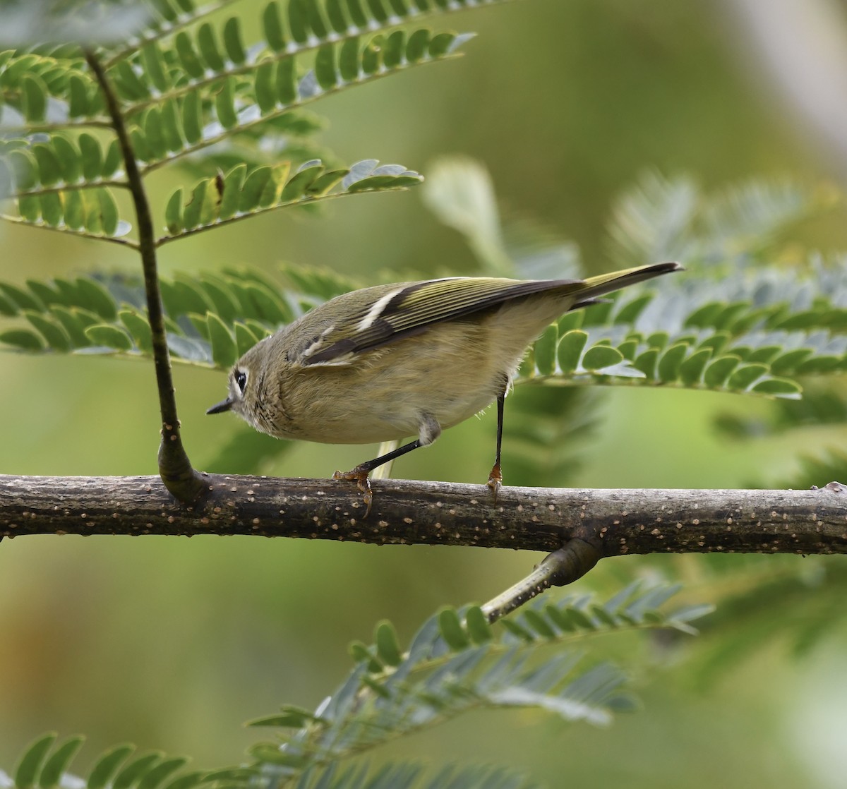 Ruby-crowned Kinglet - ML609981213