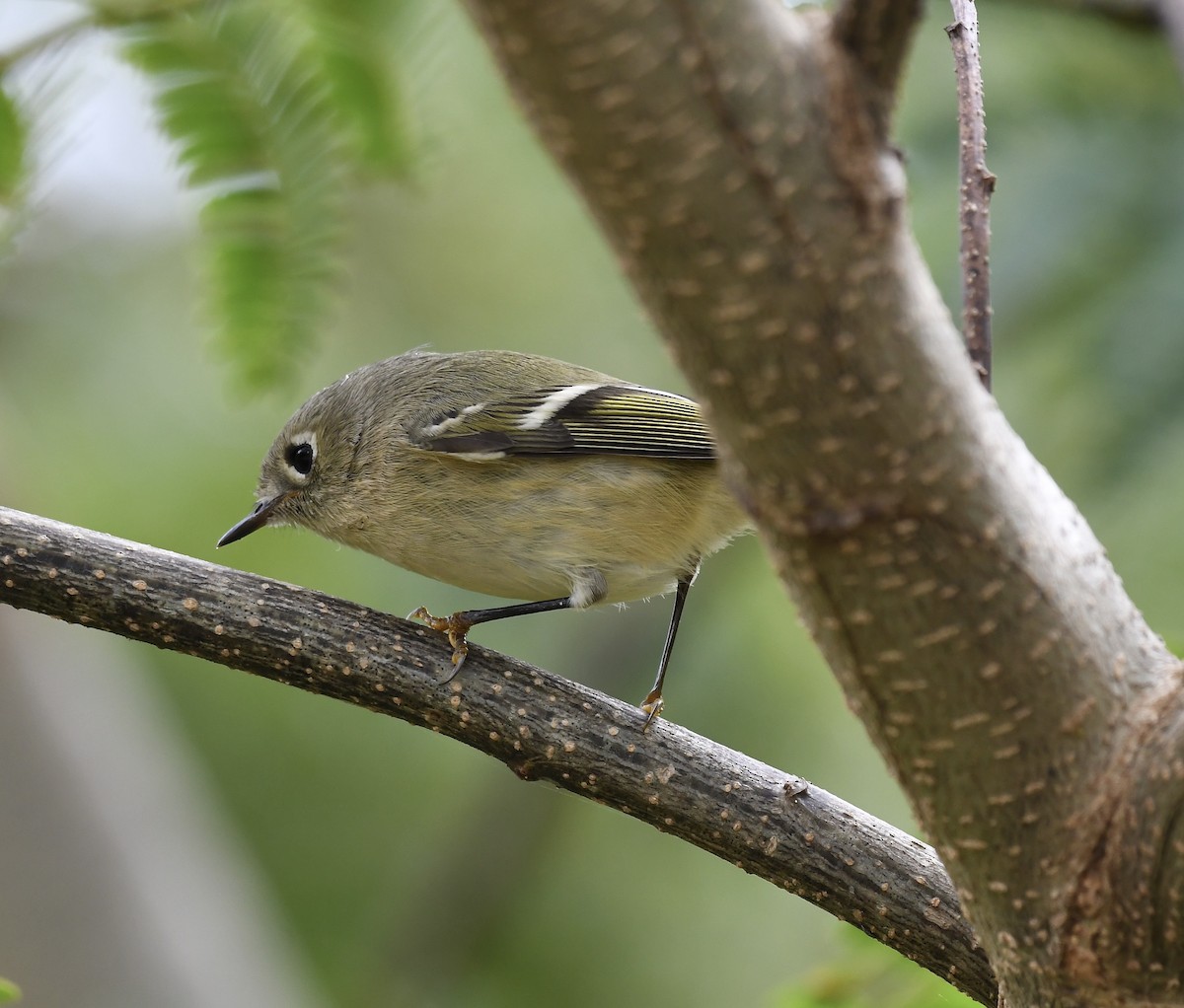 Ruby-crowned Kinglet - Paul Nielson