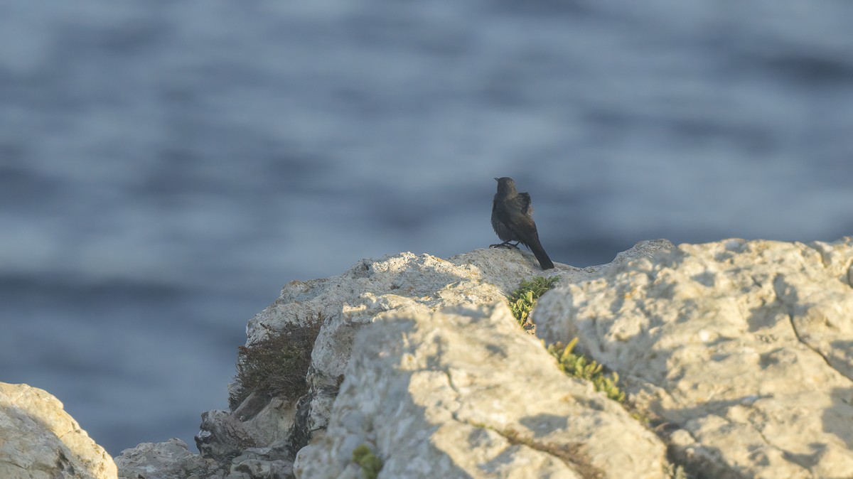 Blue Rock-Thrush - ML609981229