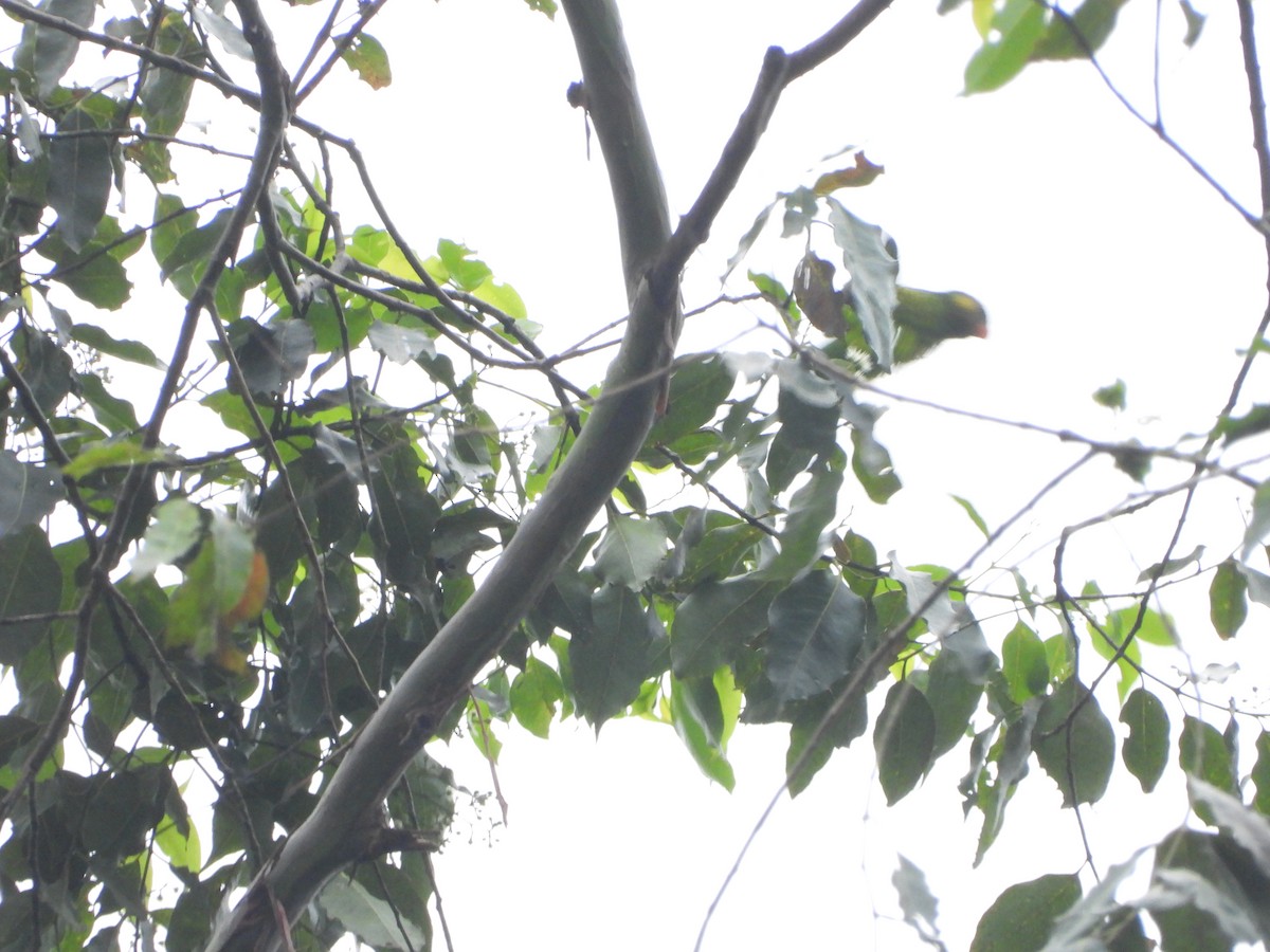 Yellow-cheeked Lorikeet - ML609981252