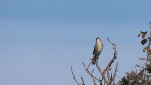 Bewick's Wren - ML609981266