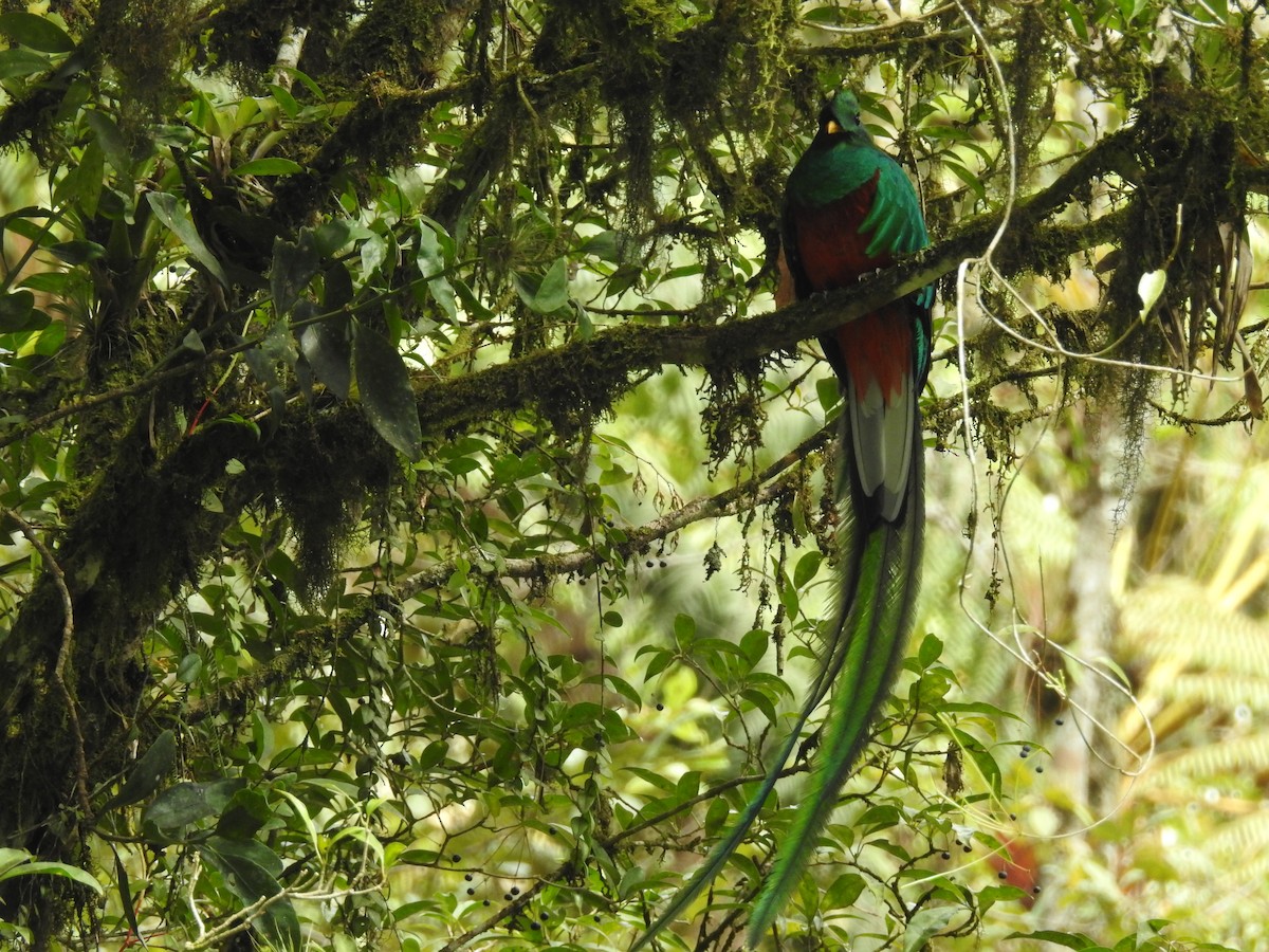 Resplendent Quetzal - Rudy Botzoc @ChileroBirding