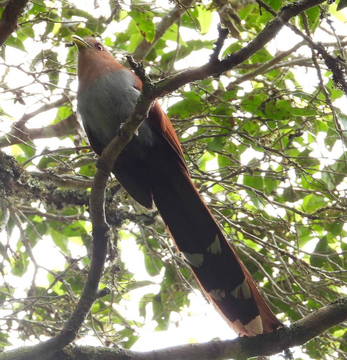 Squirrel Cuckoo - ML609981298