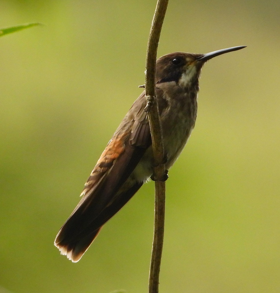 kolibřík fialovouchý - ML609981318