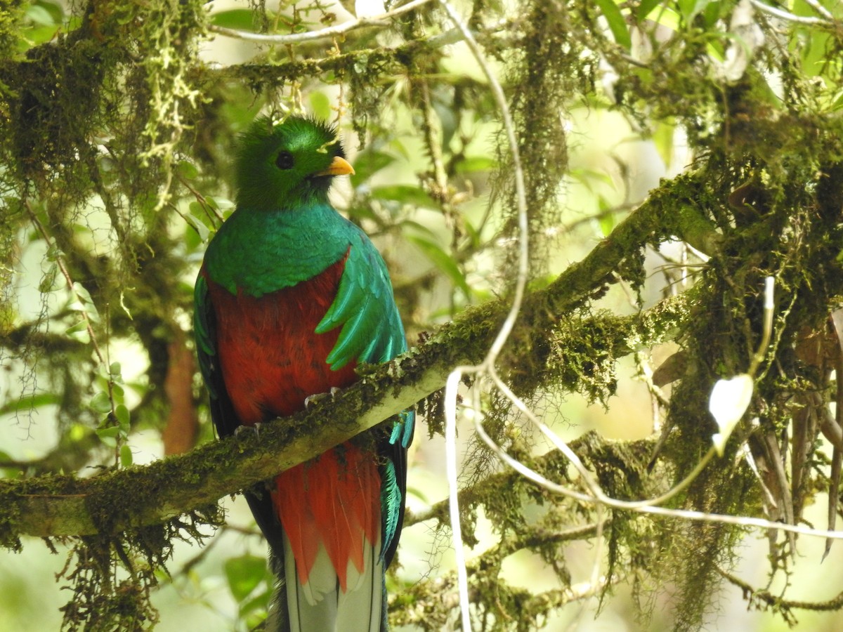 Resplendent Quetzal - Rudy Botzoc @ChileroBirding