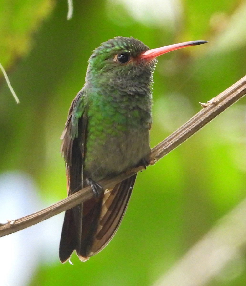 Rufous-tailed Hummingbird - Chris Callinicos