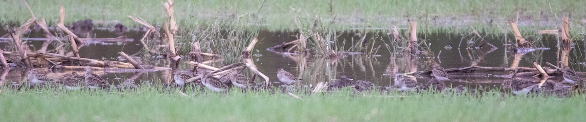 Pectoral Sandpiper - Joel Strong