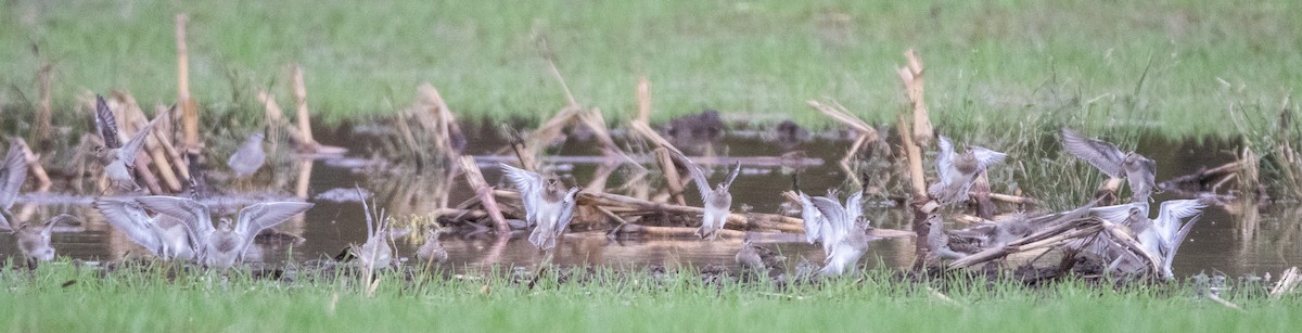 Pectoral Sandpiper - Joel Strong