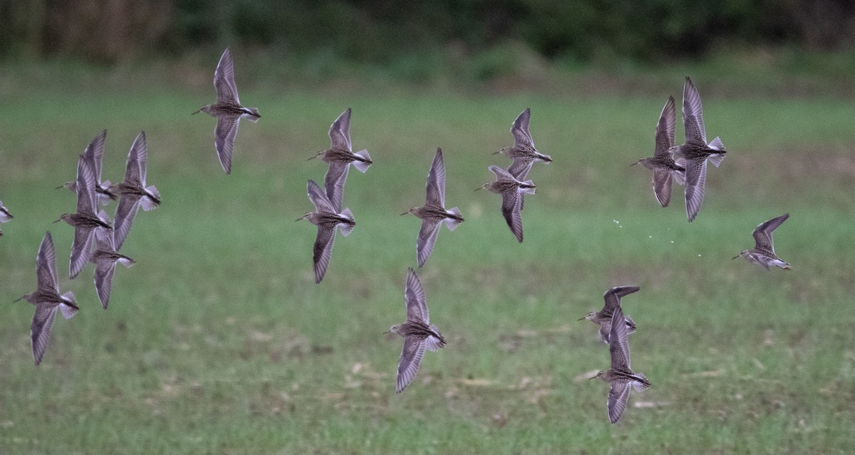 Pectoral Sandpiper - Joel Strong