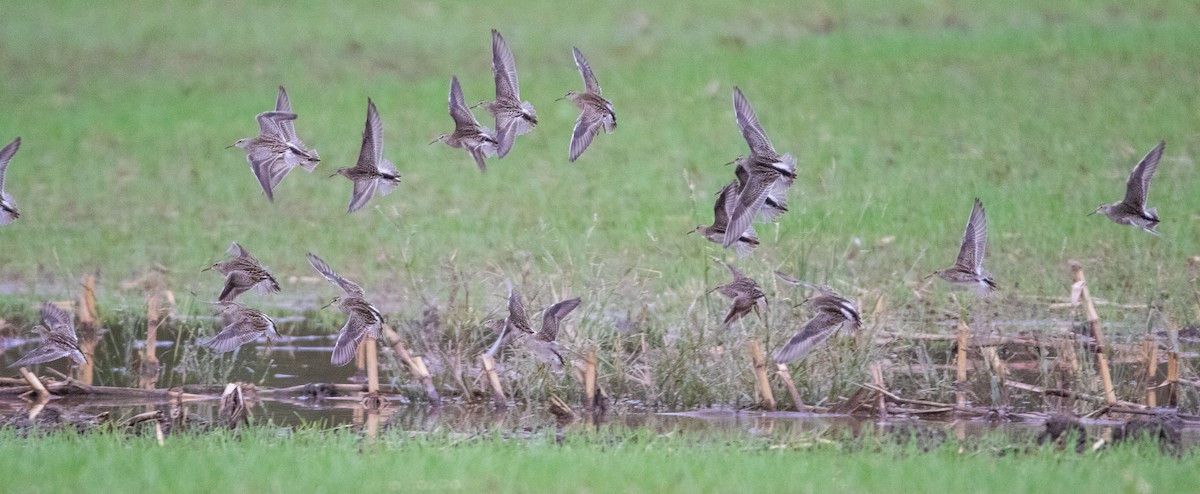 Pectoral Sandpiper - Joel Strong