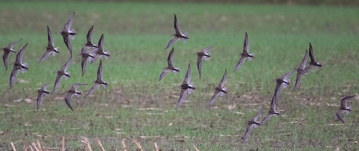 Pectoral Sandpiper - Joel Strong