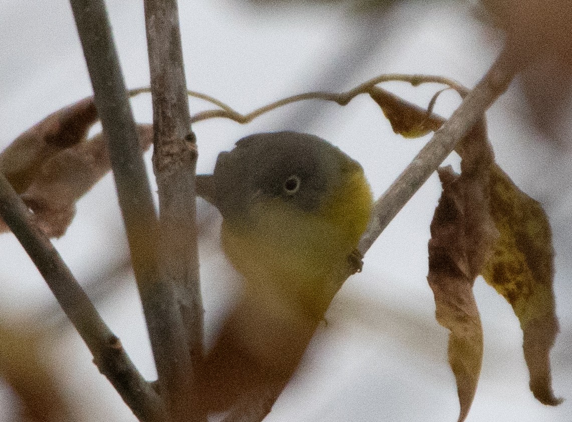 Nashville Warbler - ML609981475