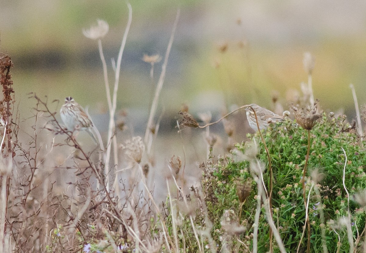 Savannah Sparrow (Ipswich) - ML609981484