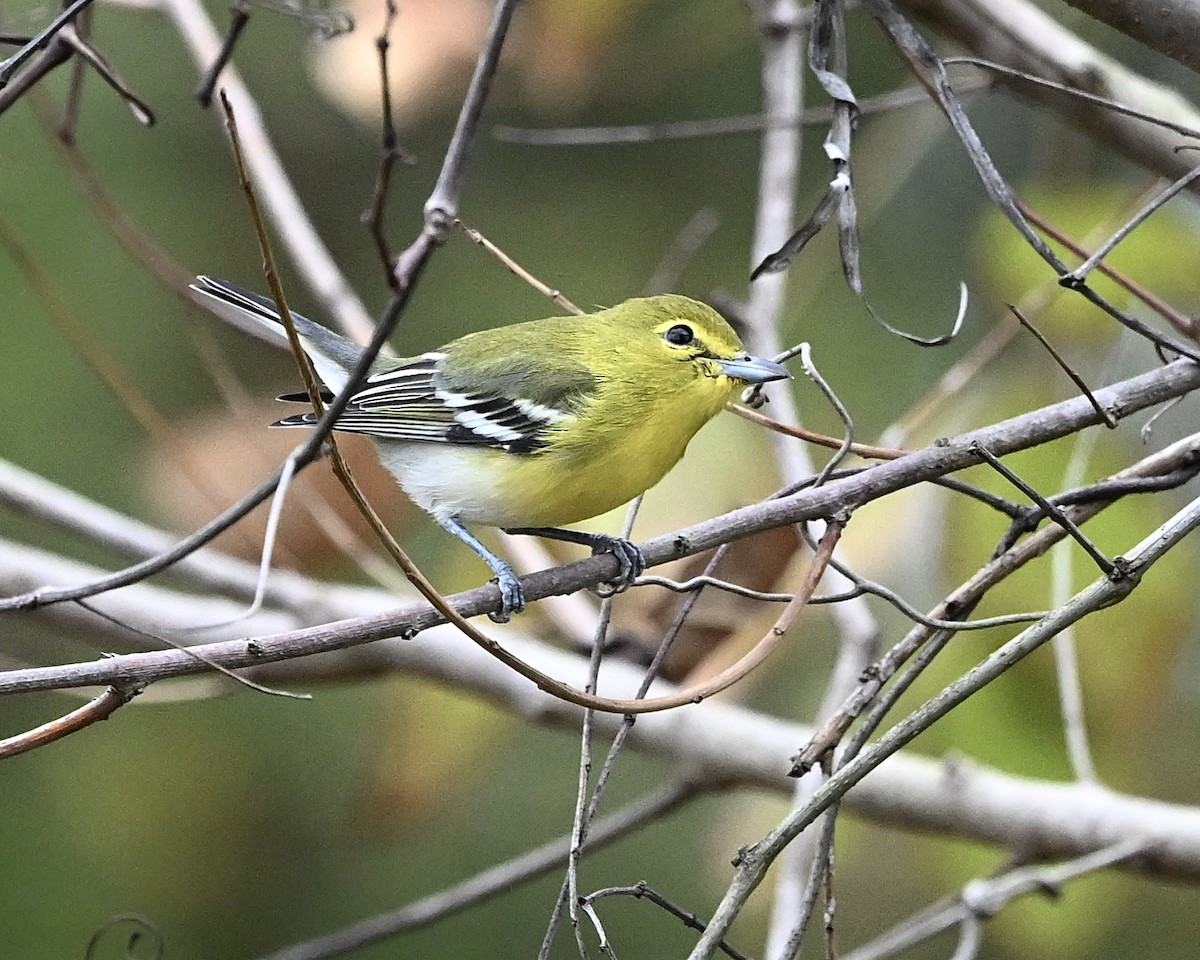 Yellow-throated Vireo - ML609981487