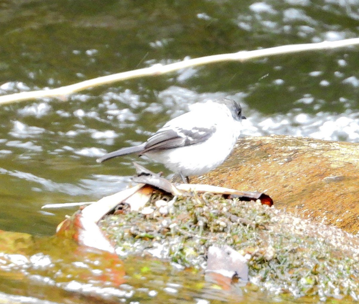 Torrent Tyrannulet - Chris Callinicos