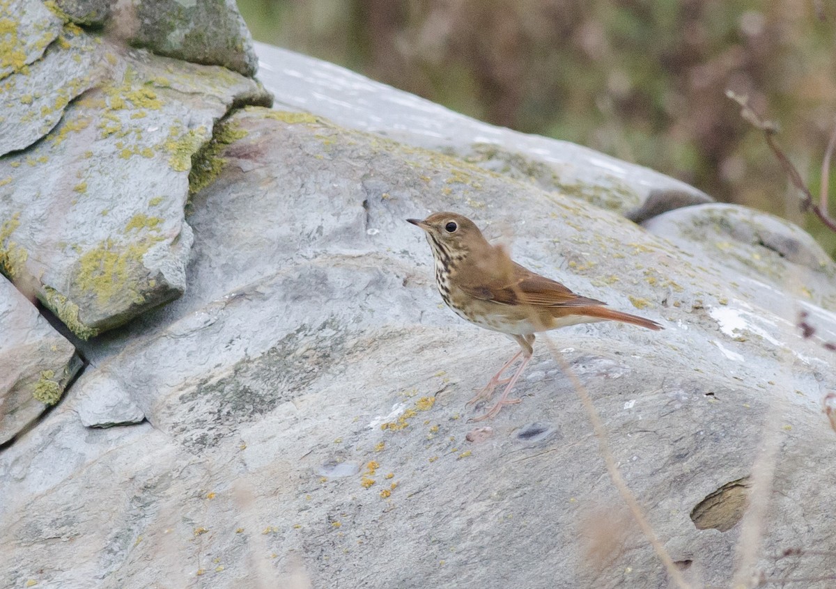 Hermit Thrush - ML609981516