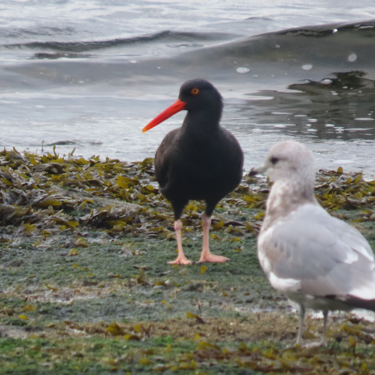 Black Oystercatcher - Caroline K