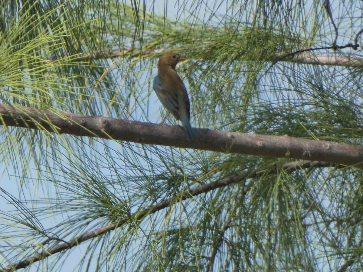 Indigo Bunting - ML609981604