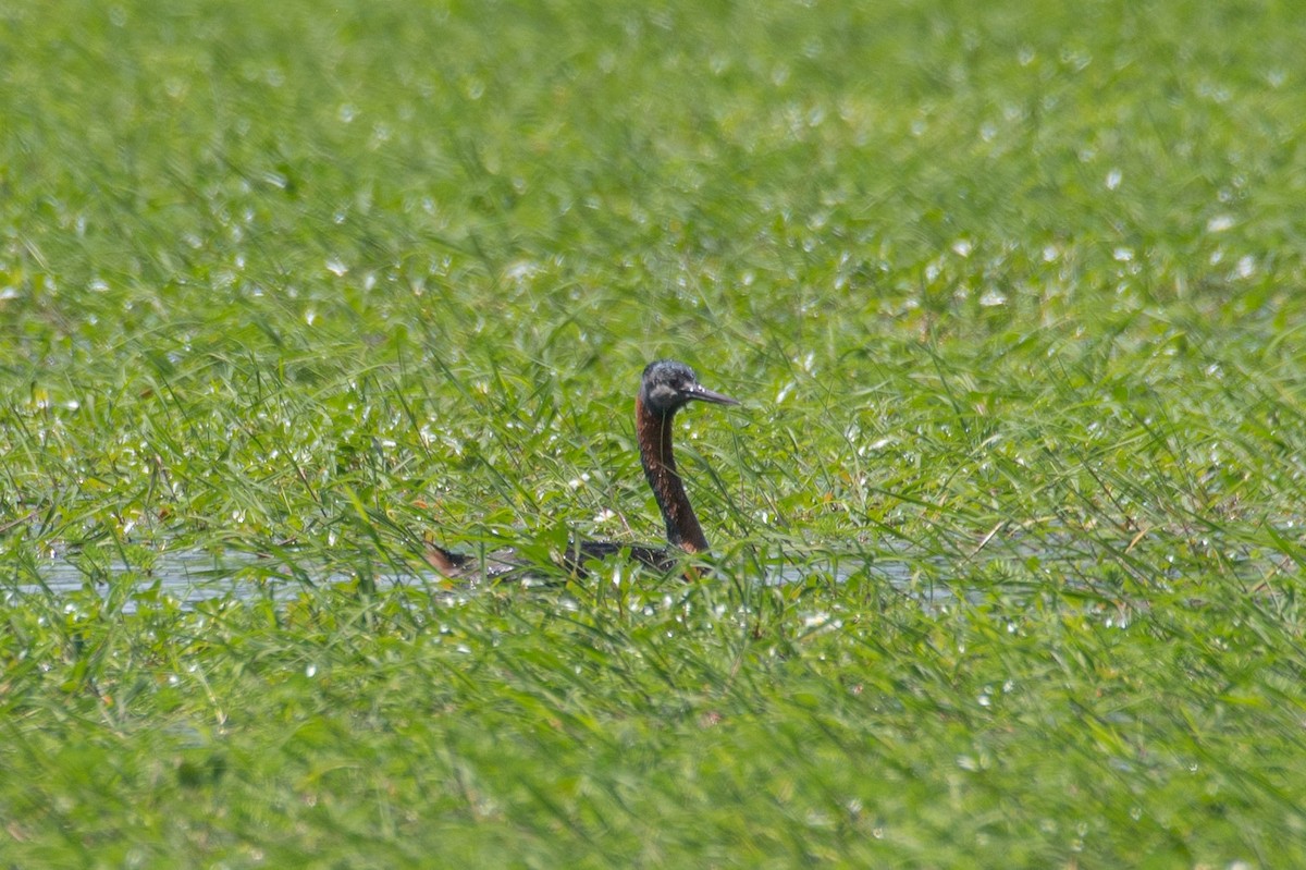 Great Grebe - ML609981654