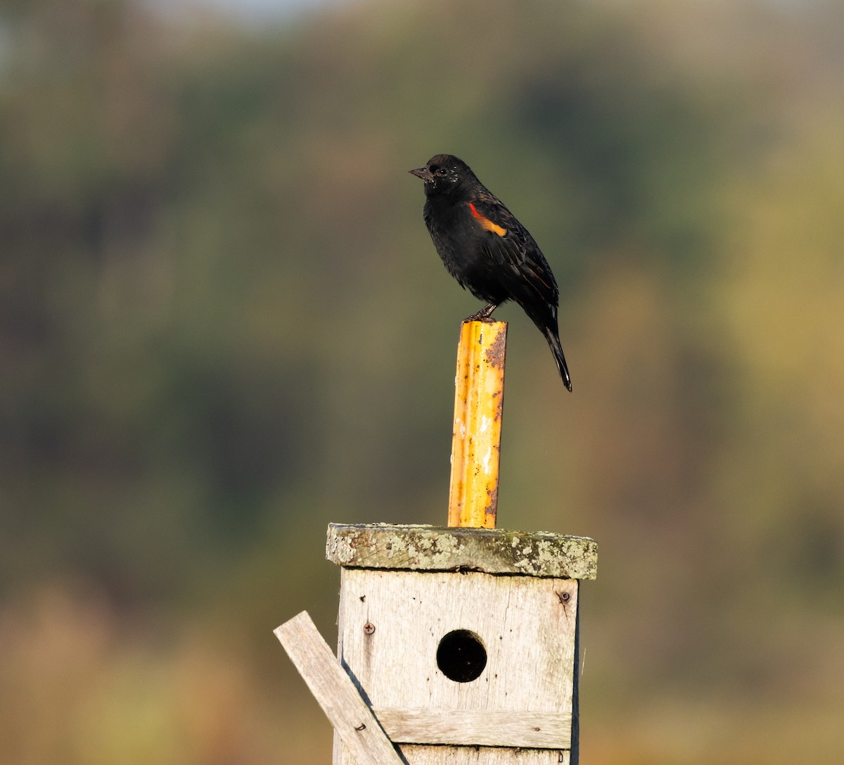 Red-winged Blackbird (Red-winged) - ML609981679