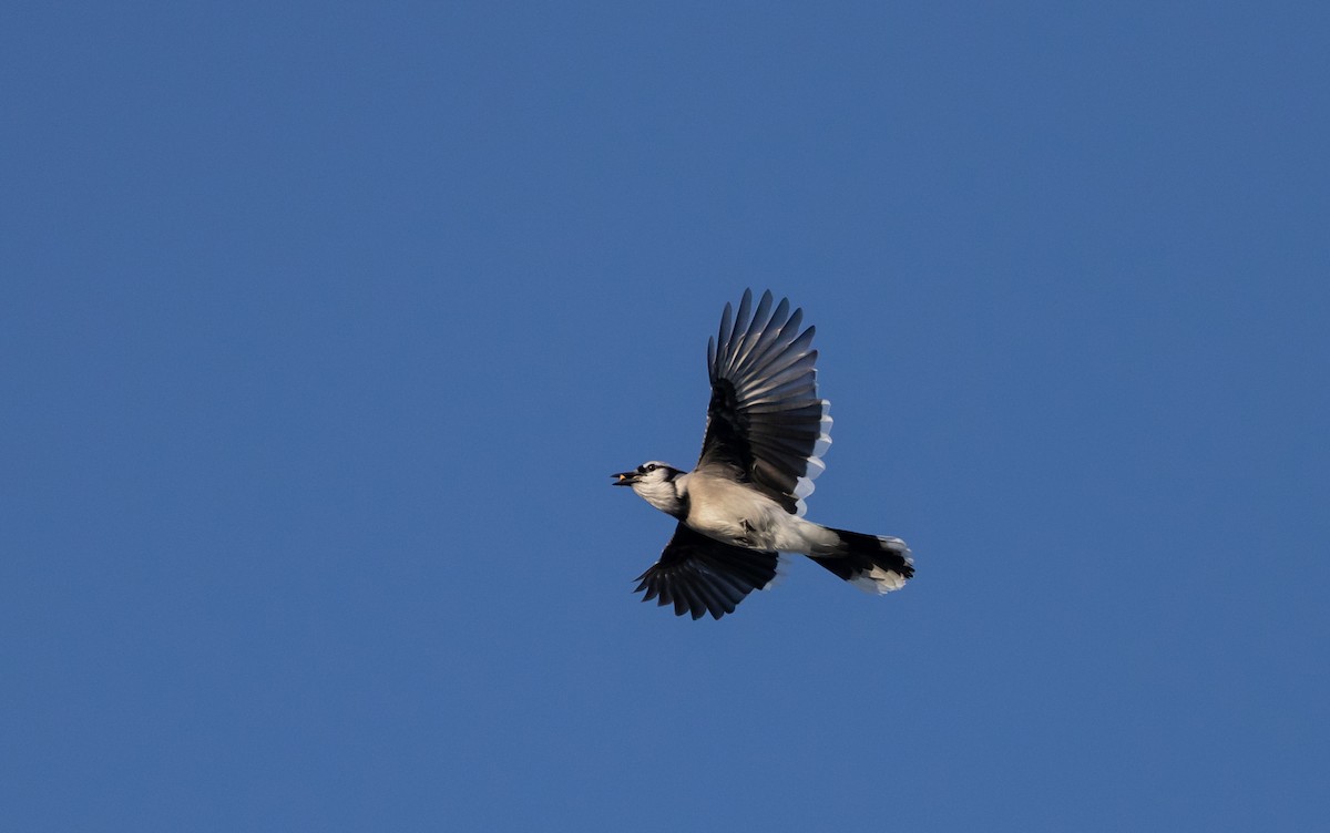 Blue Jay - Jay McGowan