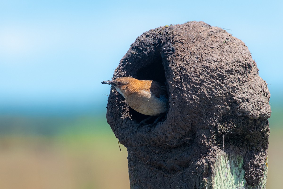 Rufous Hornero - Roberto Dall Agnol