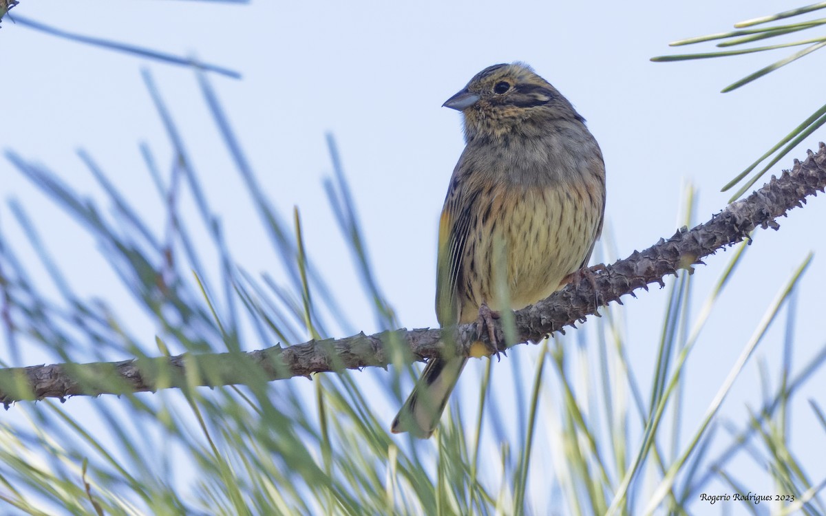 Hesi-berdantza - ML609981756