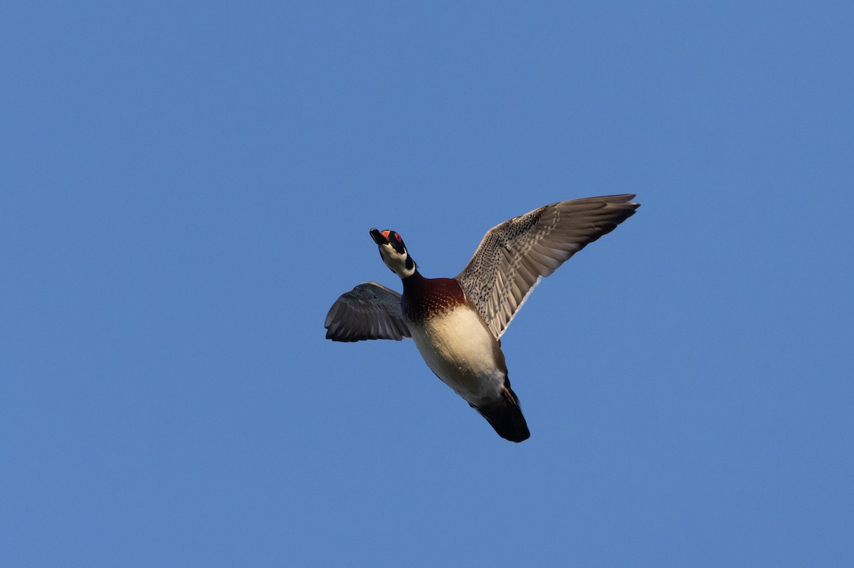 Wood Duck - ML609981757