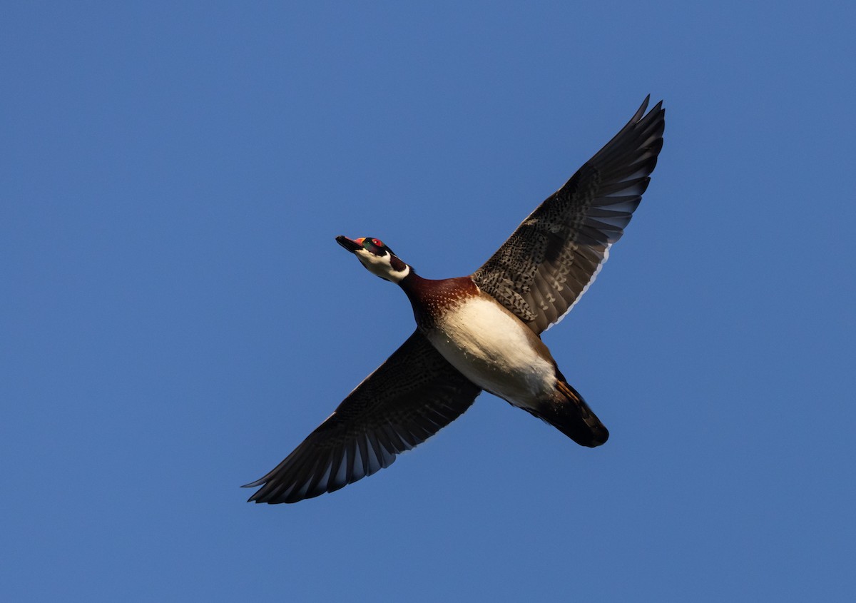 Wood Duck - ML609981759