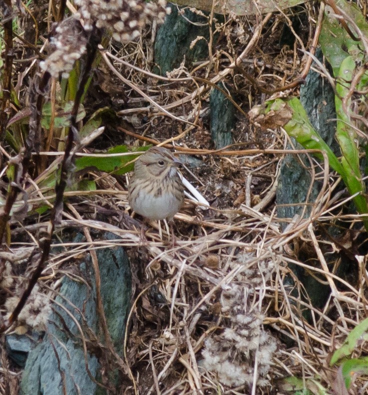 Lincoln's Sparrow - ML609981791