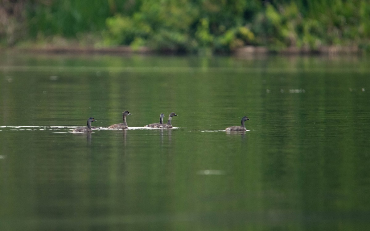 Least Grebe - Fortunato Rayan Perez