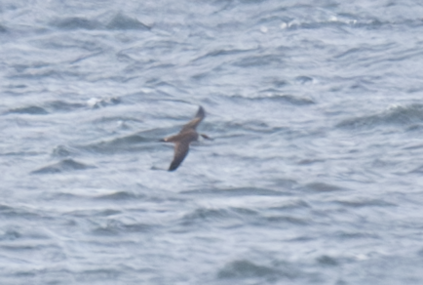 Great Shearwater - ML609981843