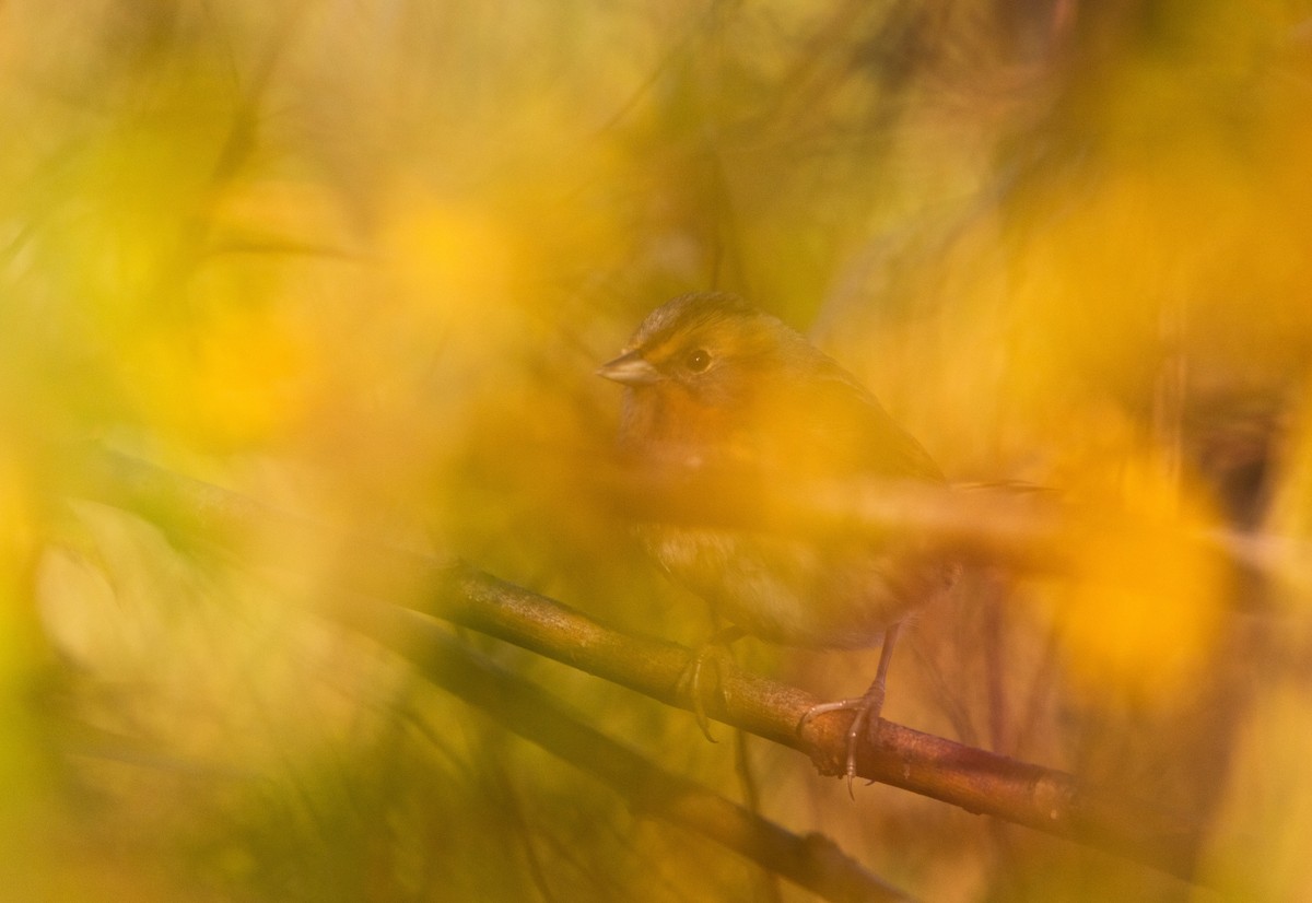 Nelson's Sparrow (Interior) - ML609981853