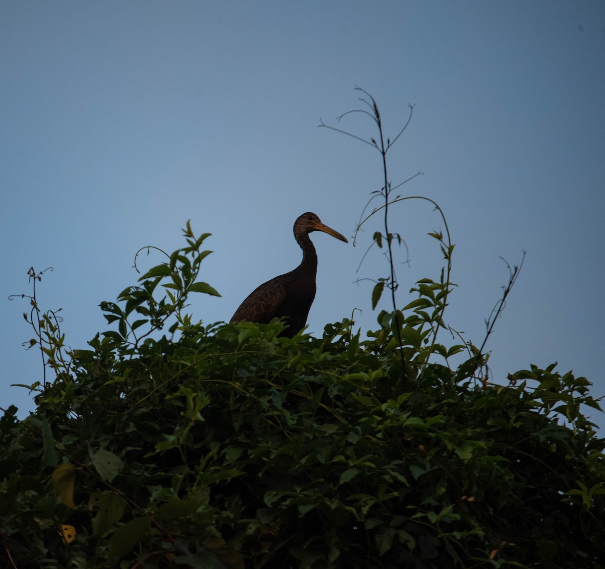 Limpkin - Fortunato Rayan Perez