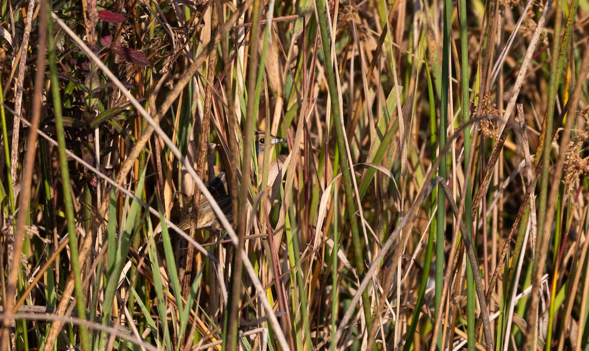 Nelson's Sparrow (Interior) - ML609981862