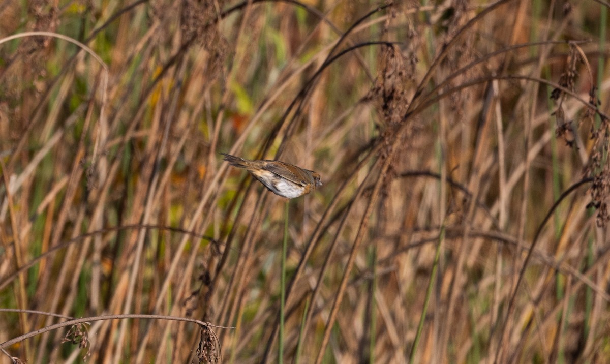 Nelson's Sparrow (Interior) - ML609981865