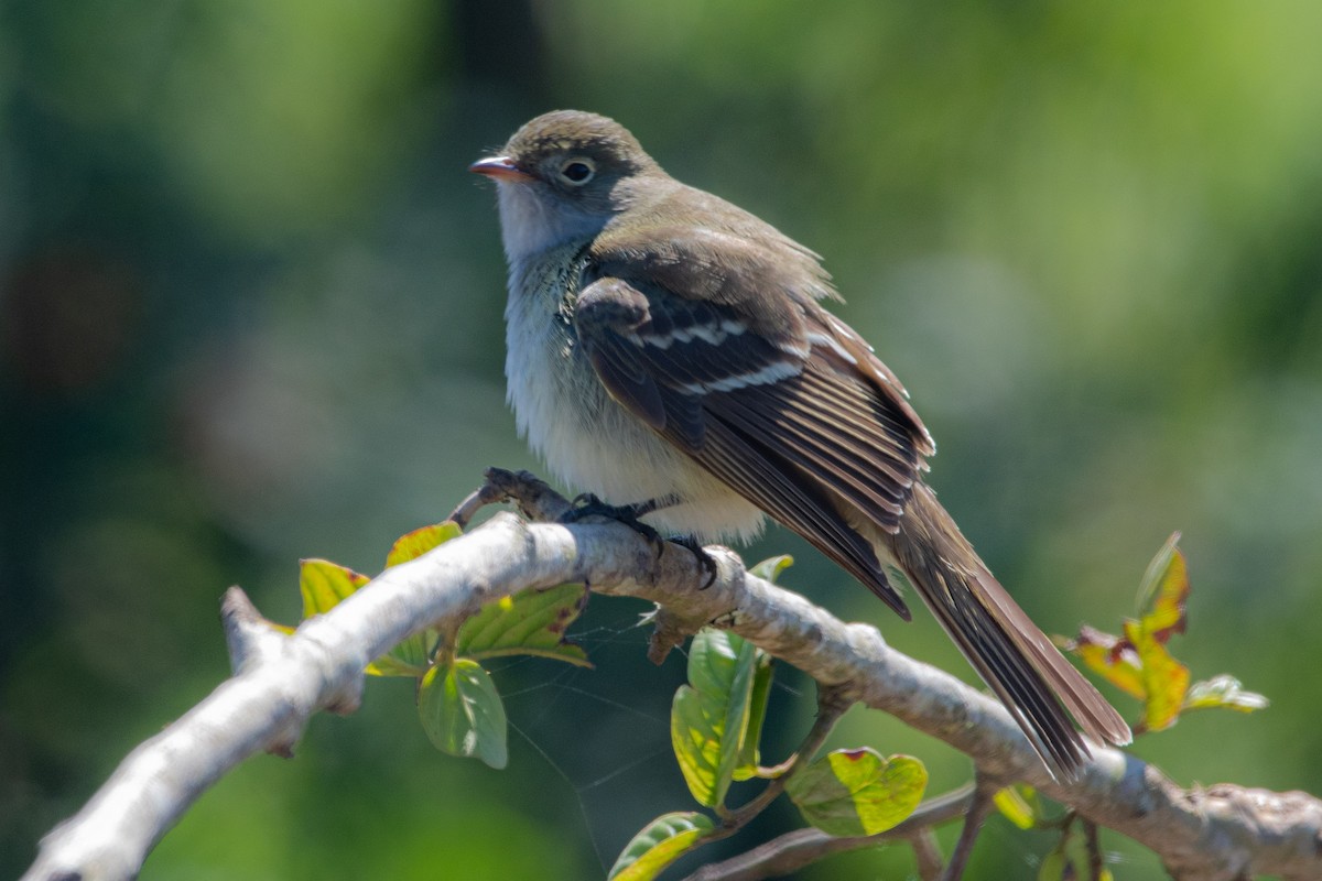 Small-billed Elaenia - Roberto Dall Agnol