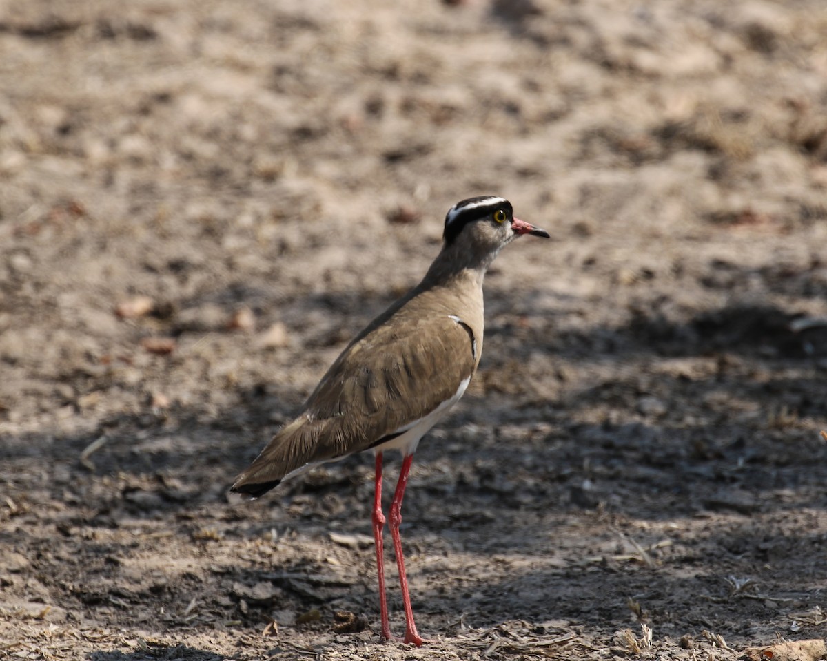 Crowned Lapwing - ML609981923